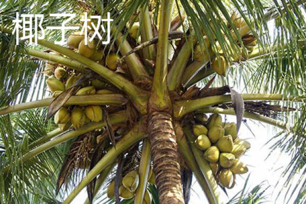 Coconut Tree