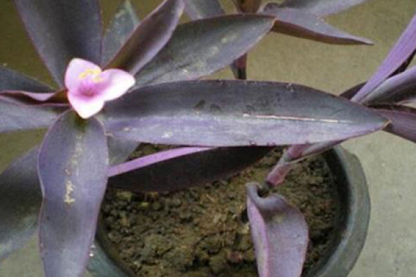 Purple Bamboo Plum