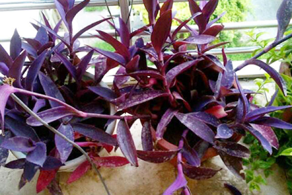Purple Bamboo Plum
