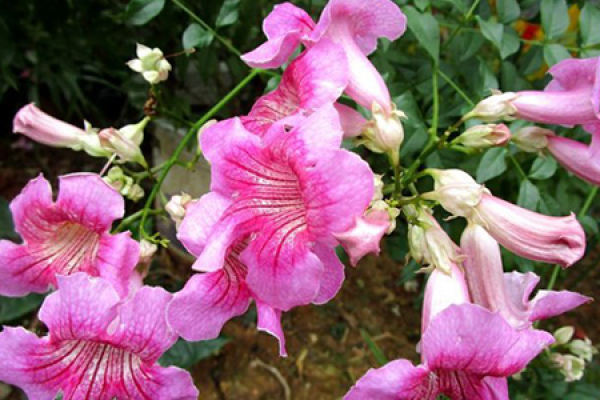 Pink Chinese trumpet creeper