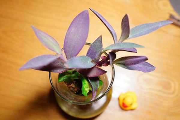 Purple Bamboo Plum Flower