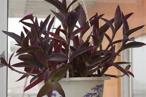 Purple Bamboo Plum Flower