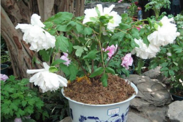 peony