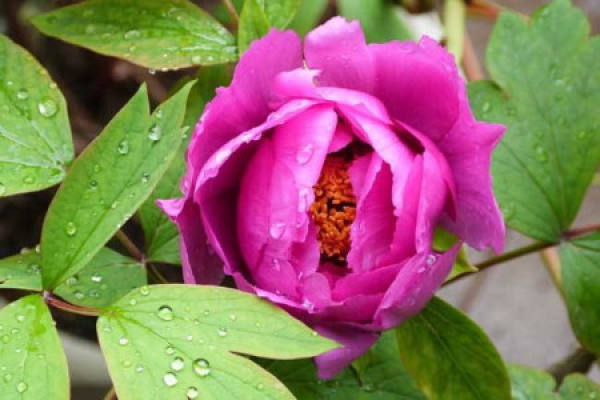 peony