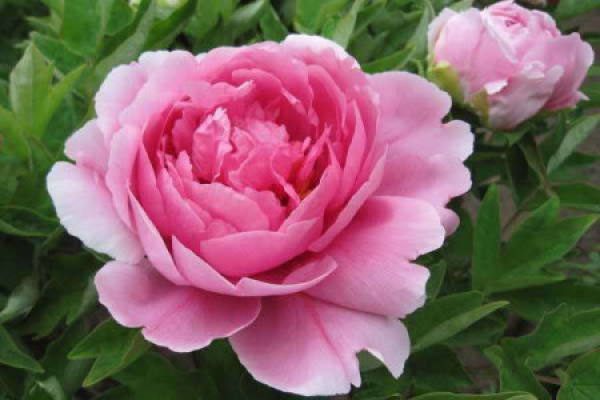 Peony Flower