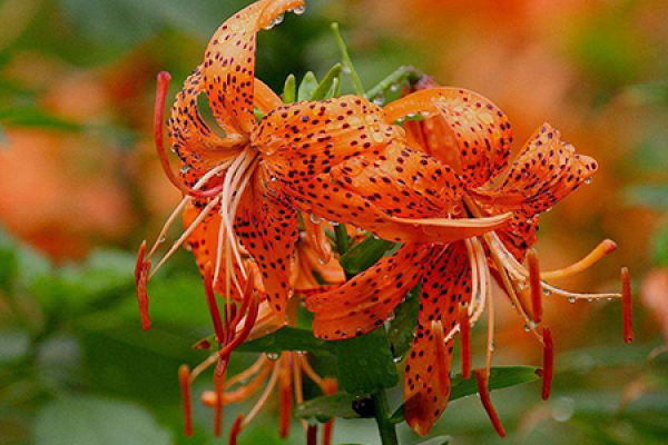 Northeast Lily