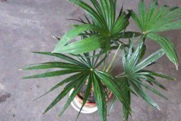 Palm tree