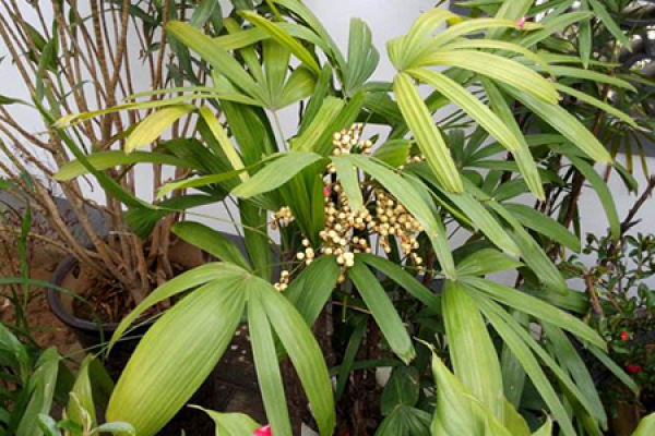 bamboo bamboo