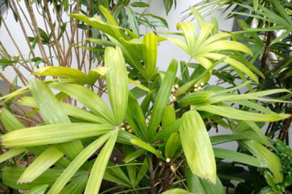 Palm Bamboo