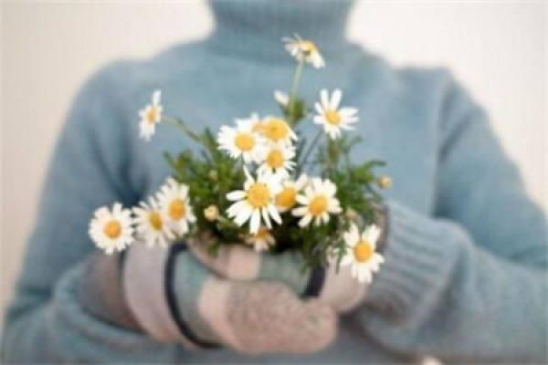 Daisy