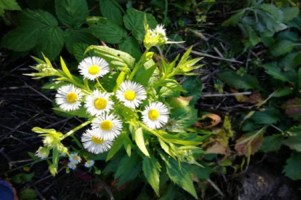 Daisy