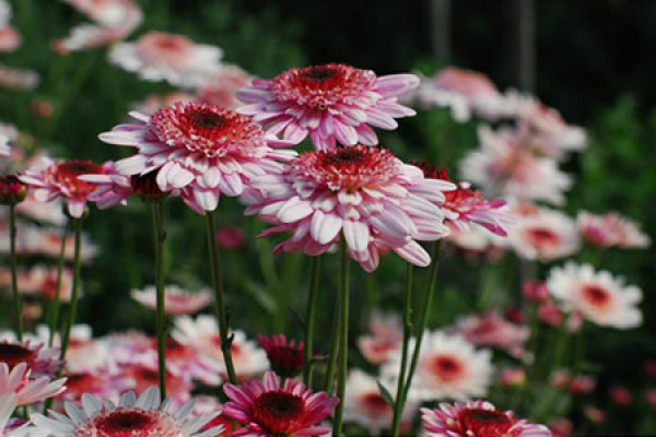 multi head chrysanthemum