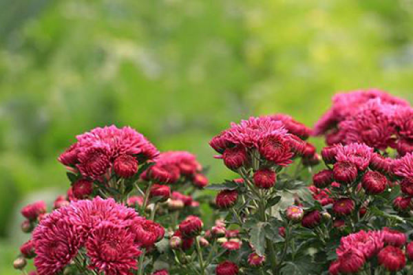 multi head chrysanthemum