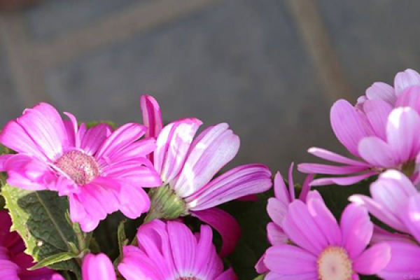 Chrysanthemum