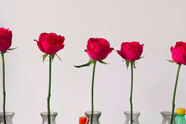 roses
