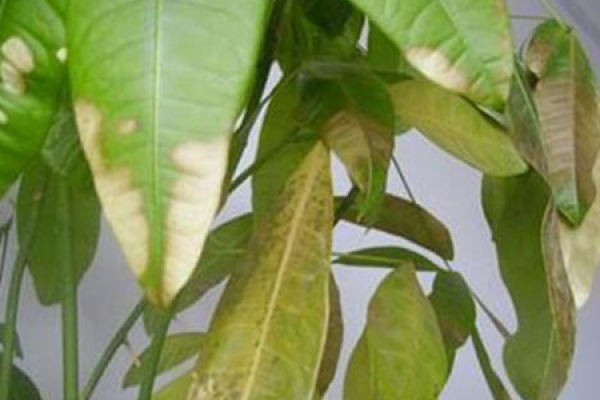 Rohdea japonica