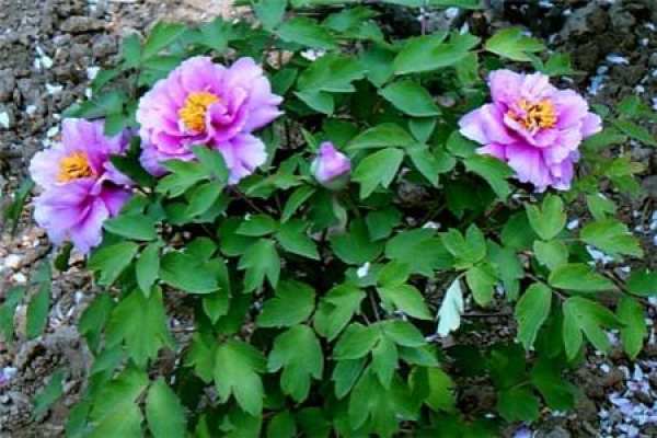 peony