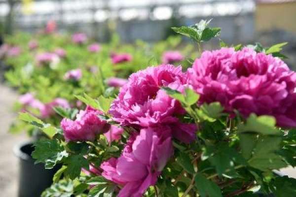 peony