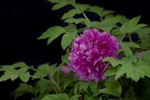 Peony