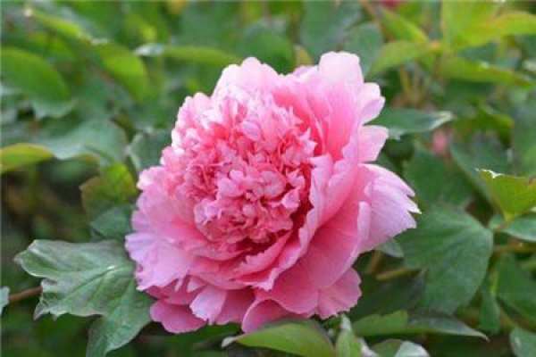 peony