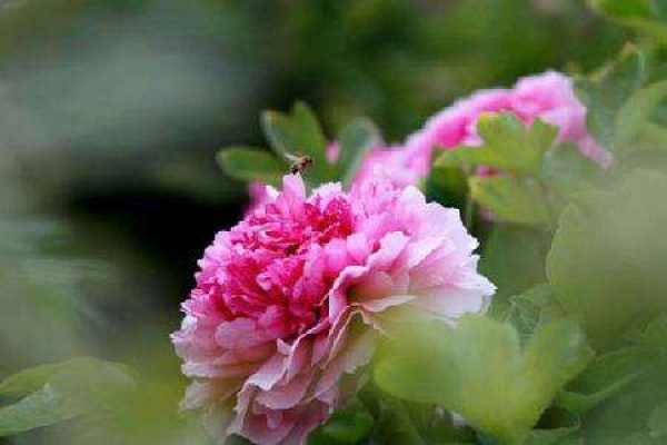 peony