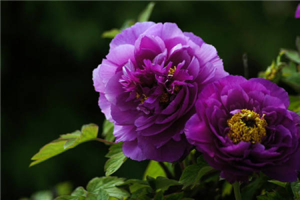 Peony