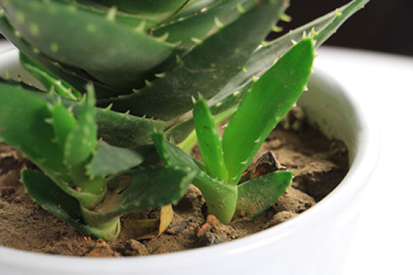 Aloe