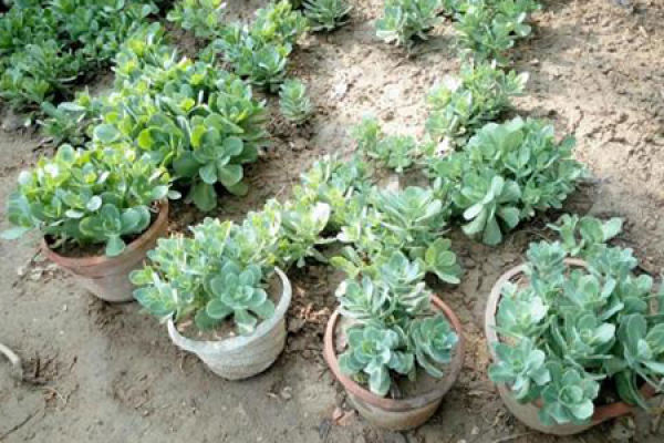 Sedum spectabile