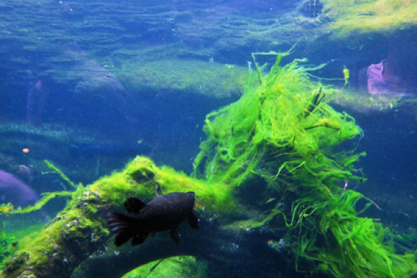 Water Grass