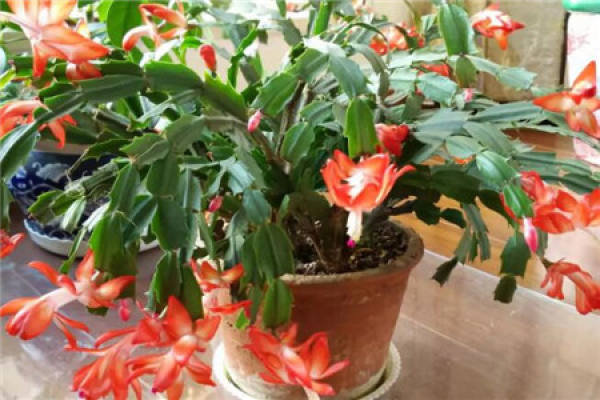 Zygocactus japonicus