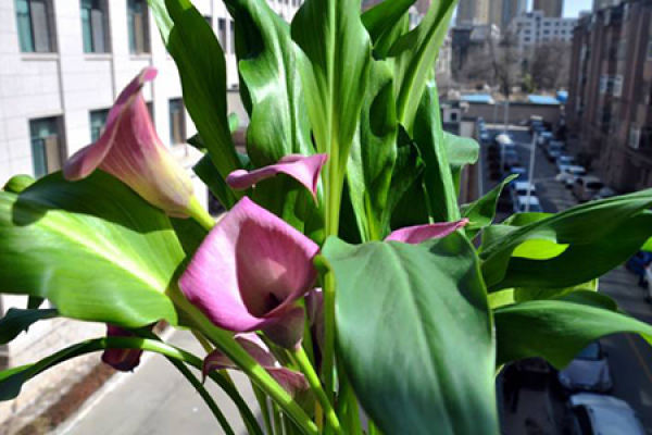 Common Calla Lily