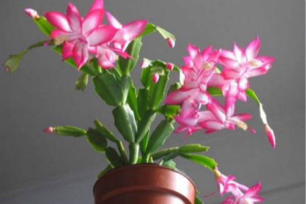 Zygocactus japonicus