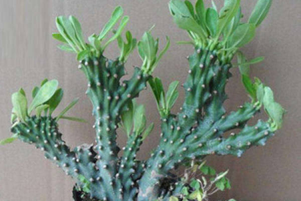 Jade Unicorn