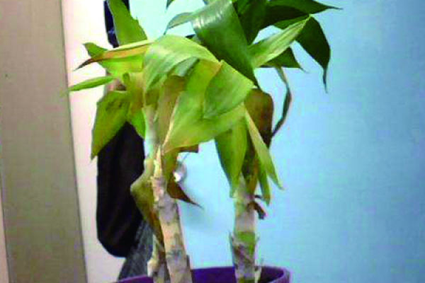 Guanyinzhu