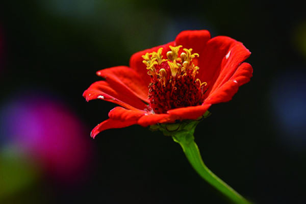 Zinnia