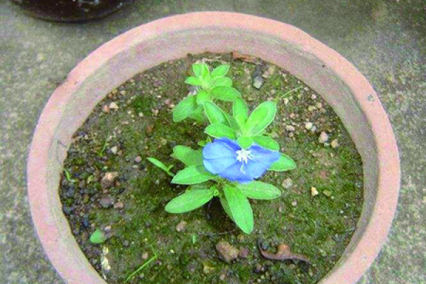 Blue Star Flower