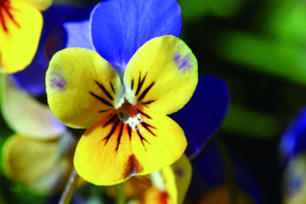 Pansy