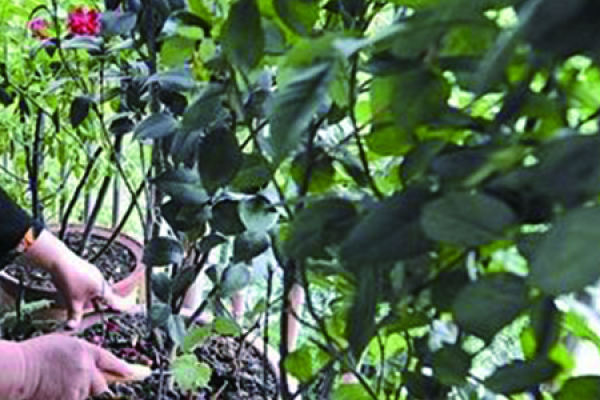 Xifu crabapple