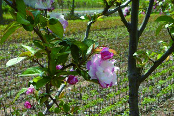Malus sieboldii