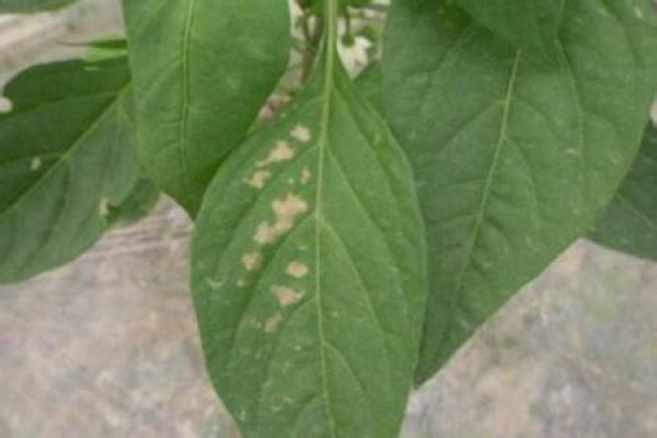 Soil