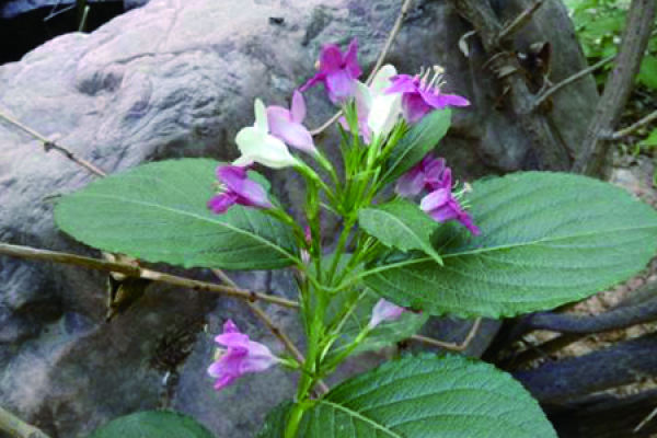 Sea Fairy Flower