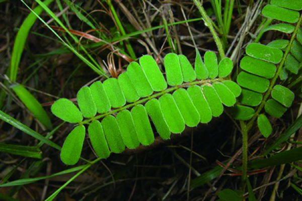 Abrus mollis