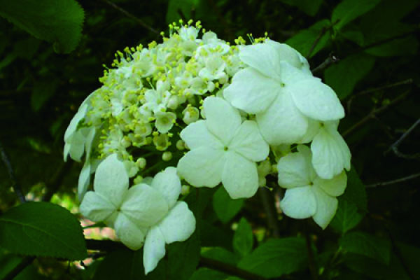 Qionghua