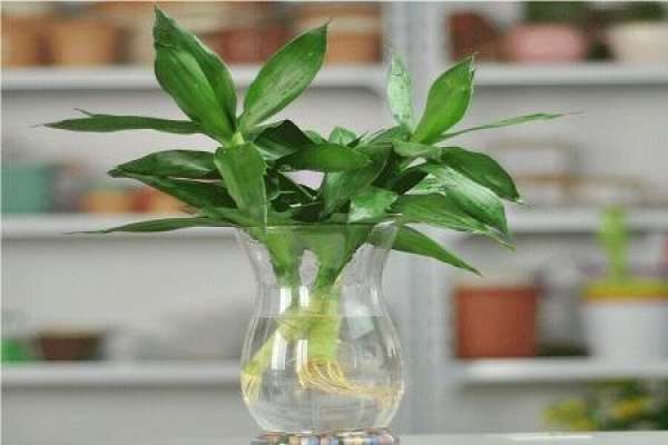 Lucky Bamboo