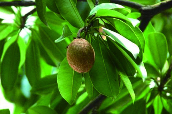 star fruit
