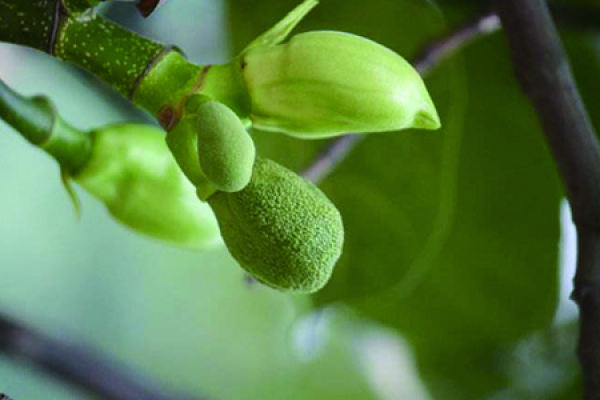 Sapodilla