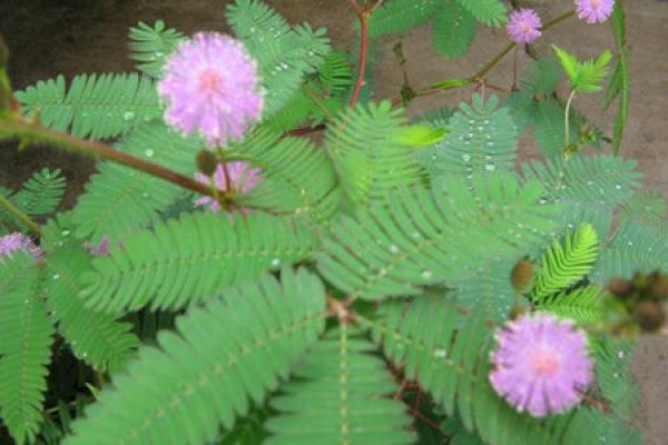 Mimosa