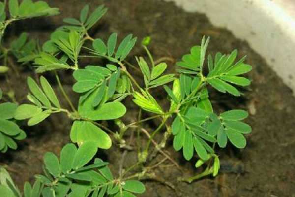 Mimosa pudica