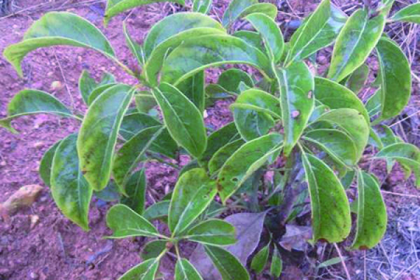 camphor tree