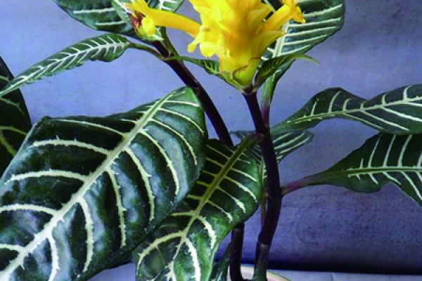 Zebra Flower